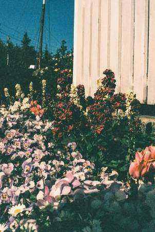 Arch floral installation
